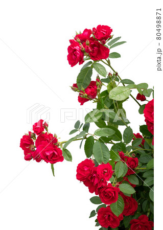Blooming red rose bushes isolated on white Blooming red rose bushes isolated on white 80498871