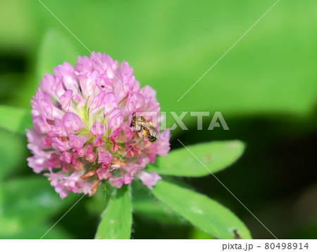 アカガネコハナバチ アカガネコハナバチ 80498914
