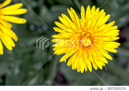 Flower of dandelion, vertical from above Flower of dandelion, vertical from above 80500029