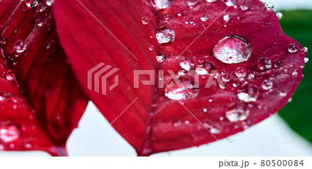 Close-up, strong macro, of red leaf of poinsettia, Euphorbia pulcherrim 80500084