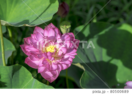 蓮の花 80500689