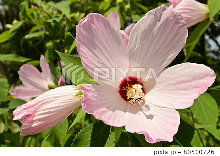 フヨウ 芙蓉 アオイ科の花の写真素材