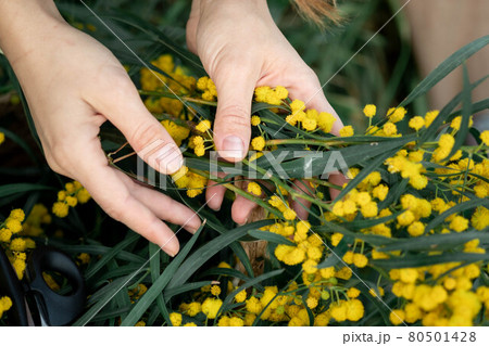 Hand holding bypass secateurs scissors and pruning yellow acacia flower brunches. Seasonal work in the garden.Por view.Spring details 80501428