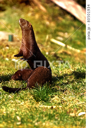 Mink, Neovison vison, stood up on his hind legs in the grass. 80501934