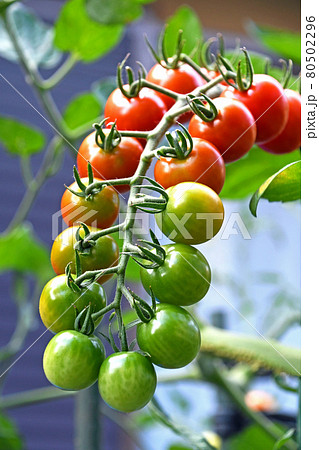 成長中のミニトマト 成長中のミニトマト 80502296