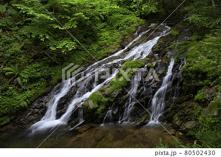 滑座の滝　おおくら滝遊歩道（岐阜県高山市清見町） 80502430