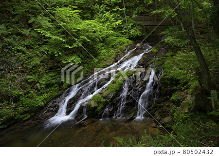 滑座の滝 おおくら滝遊歩道(岐阜県高山市清見町) 滑座の滝 おおくら滝遊歩道(岐阜県高山市清見町) 80502432