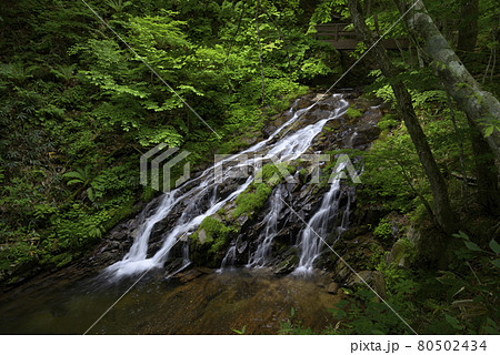 滑座の滝 おおくら滝遊歩道(岐阜県高山市清見町) 滑座の滝 おおくら滝遊歩道(岐阜県高山市清見町) 80502434