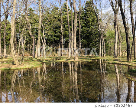 幻想的な森林の風景 Lサイズ アート写真（春に舞う蝶、おとぎ話