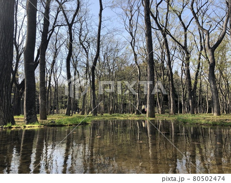 幻想的な森林の風景 Lサイズ アート写真 幻想的な森林の風景 Lサイズ アート写真（幻想的な森と川を持つ