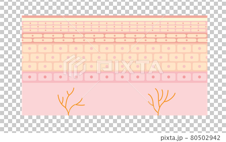 皮膚の断面（図解）イラスト 80502942