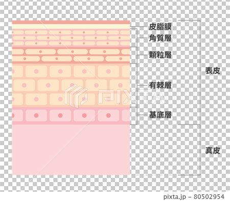 皮膚の断面（図解）イラスト 80502954