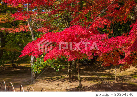 世界遺産平泉の秋　紅葉の毛越寺 80504340