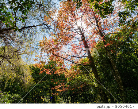 Autumn landscape in Wuling Farm 80504617