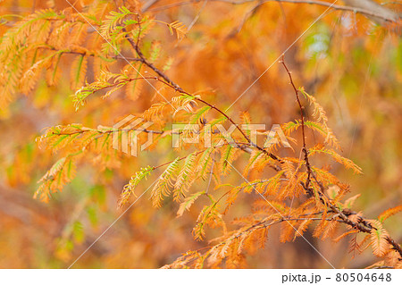 Beautiful fall color of Taxodium distichum. in Wuling Farm Beautiful fall color of Taxodium distichum. in Wuling Farm 80504648