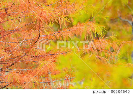 Beautiful fall color of Taxodium distichum. in Wuling Farm Beautiful fall color of Taxodium distichum. in Wuling Farm 80504649