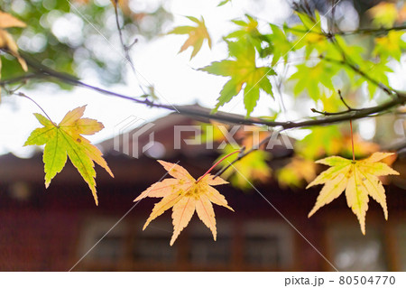 Close up shot of Maple leaves in Wuling Farm 80504770