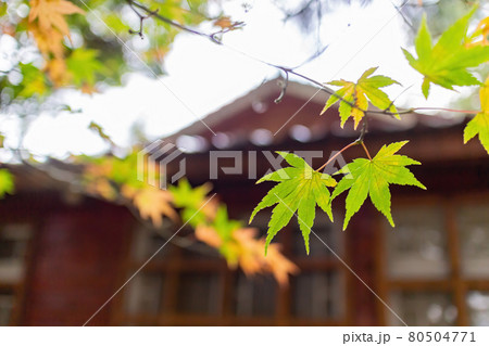 Close up shot of Maple leaves in Wuling Farm Close up shot of Maple leaves in Wuling Farm 80504771