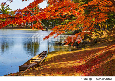 世界遺産平泉の秋　紅葉の毛越寺　浄土庭園 80505008