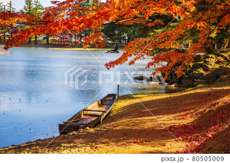世界遺産平泉の秋　紅葉の毛越寺　浄土庭園 80505009