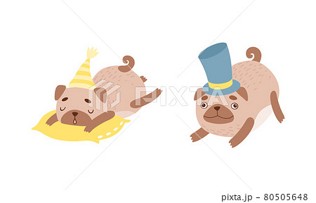Funny Pug Dog with Curled Tail and Light Brown Coat Sleeping on Pillow and Wearing Top Hat Vector Set 80505648