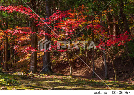 世界遺産平泉の秋　紅葉の毛越寺 80506063