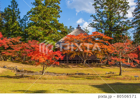 世界遺産平泉の秋　紅葉の毛越寺　遺水と常行堂 80506571