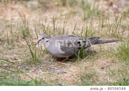 Mourning Dove bird Mourning Dove bird 80506588