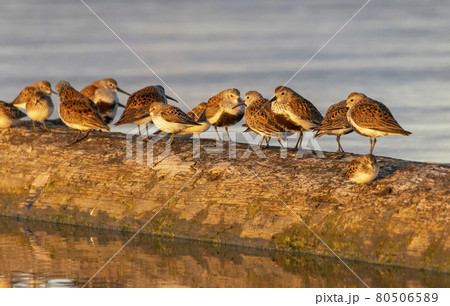 dunlin shorebird in breeding plumage 80506589
