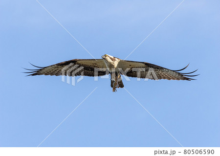western osprey also called sea hawk western osprey also called sea hawk 80506590