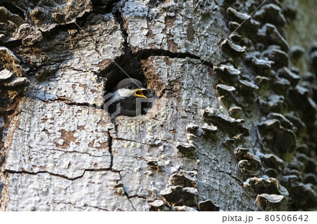 Chestnut backed Chickadee chick Chestnut backed Chickadee chick 80506642