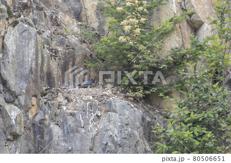juvenile peregrine falcon juvenile peregrine falcon 80506651