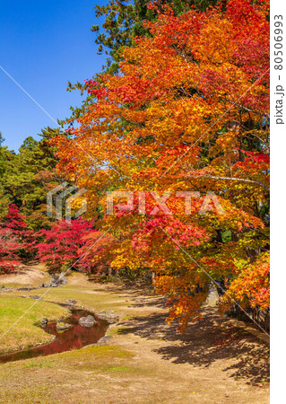 世界遺産平泉の秋　紅葉の毛越寺　遺水 80506993