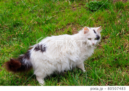 Cute cat in green grass on a meadow 80507483