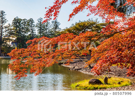 世界遺産平泉の秋　紅葉の毛越寺　浄土庭園 80507996