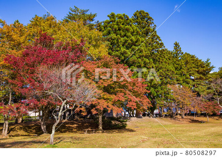 世界遺産平泉の秋　紅葉の観自在王院跡 80508297