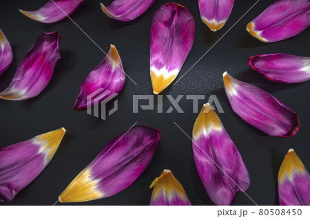 Scattered on a black background large glossy purple petals with a yellow center of tulips 80508450