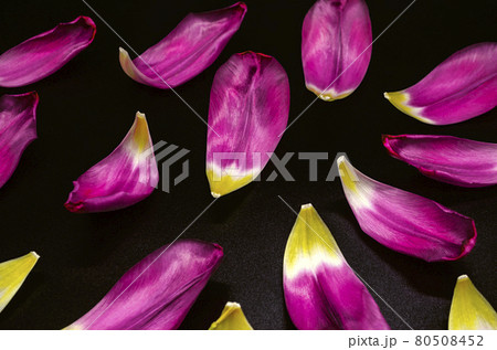 On a black background, shiny purple tulip petals with white and yellow spots in the center are scattered 80508452