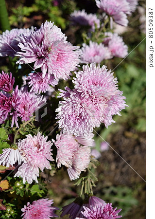 食用菊 郷土料理食材 食用菊 郷土料理食材 80509387