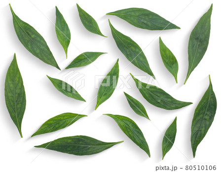 Andrographis paniculata (Green chiretta) isolated on a white background 80510106