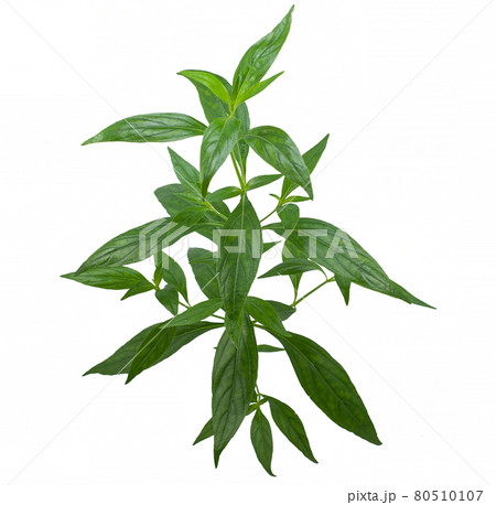 Andrographis paniculata (Green chiretta) isolated on a white background 80510107
