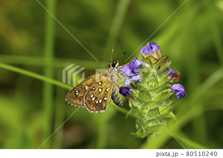 ホソバセセリ ホソバセセリ 80510240