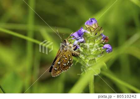 ホソバセセリ ホソバセセリ 80510242