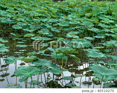 蓮田の夏 80510270