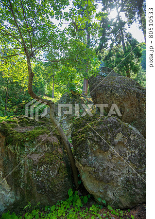 妙義神社　境内散策　岩石　　　　 80510533