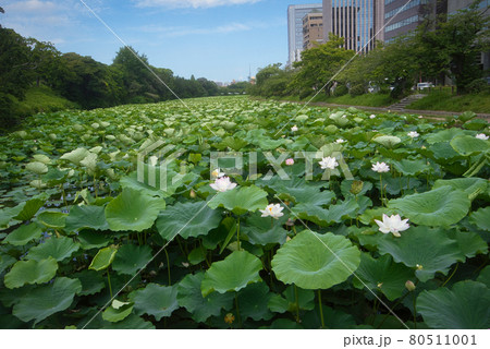 福岡市舞鶴公園の池 80511001