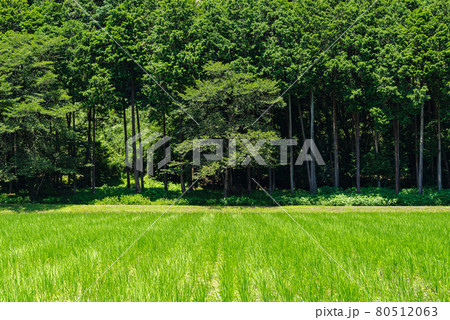 7月の里山の風景 陽射し降り注ぐ森の緑と稲が育つ水田　a-1 80512063