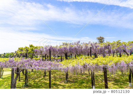 三重県津市 かざはやの里のグラデーションの美しい藤棚 三重県津市 かざはやの里のグラデーションの美しい藤棚 80512130