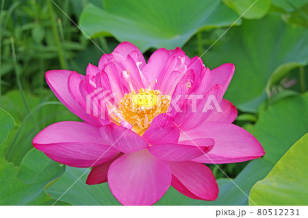 ピンク色の美しい大輪の蓮の花 ピンク色の美しい大輪の蓮の花 80512231