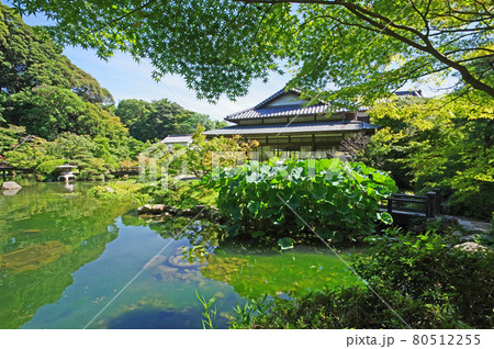 下関市の長府庭園書院と池の孫文蓮 下関市の長府庭園書院と池の孫文蓮 80512255